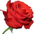 a beautiful red rose